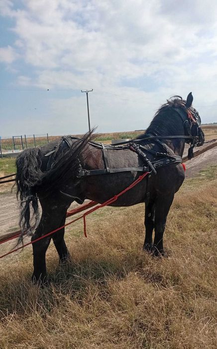 Armăsar de vanzare