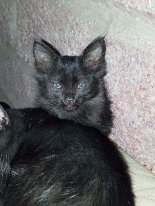 Котятятки в добрые и заботливые руки