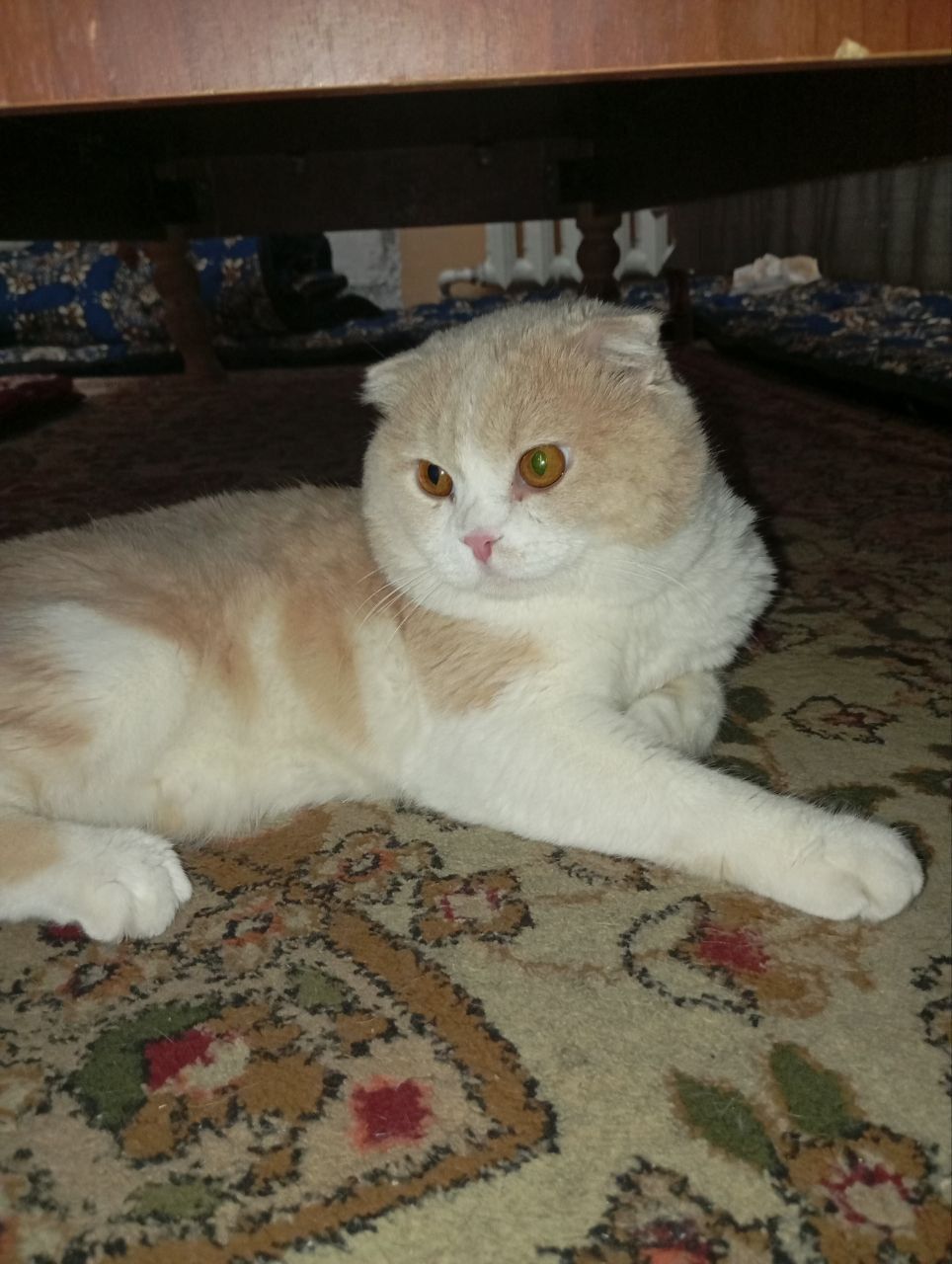 Милый котик Скоттиш Фолд,породистый ,800 тыс