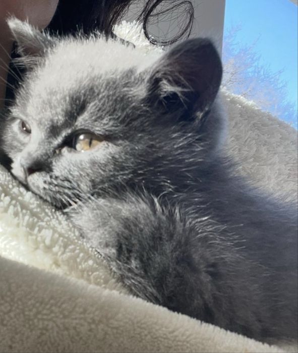 Pui pisica british shorthair