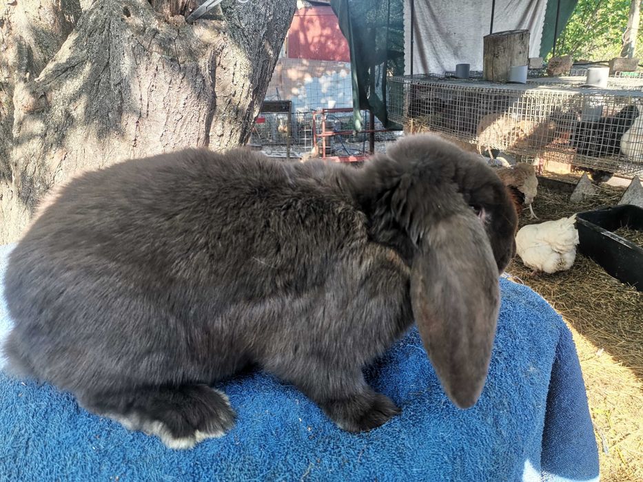 Iepuri berbec german