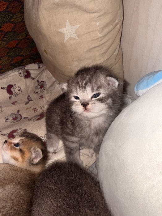 Милые котята, ждут любящих хозяев в добрые, хорошие руки