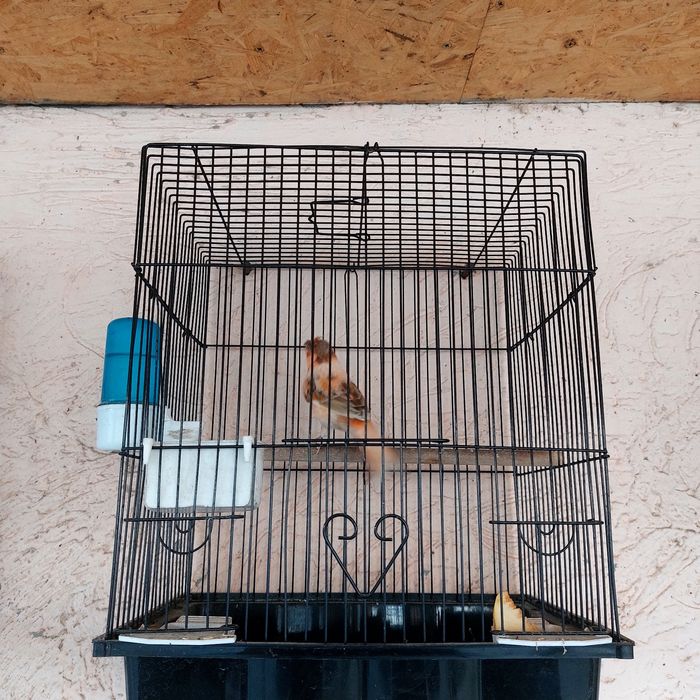 Прадётся канарейка самец