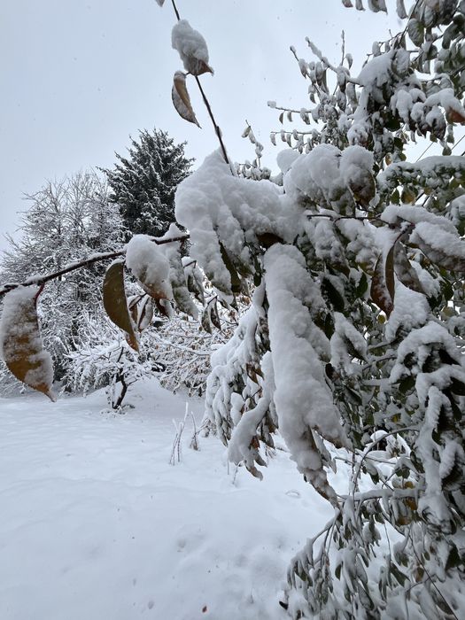 Дом Дача с бассейном в +Чимгане с участком 10,2 соток