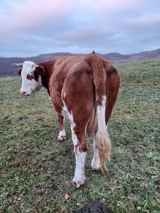 Vand Vaca de 5 ani are 6 luni de cand ìi montata mai multe detali la 0