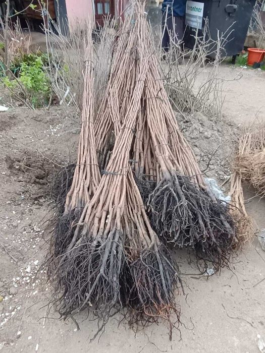 Pomi fructiferi.KAki, Rodiu/aclimatizati/anul 2.livram in toata tara