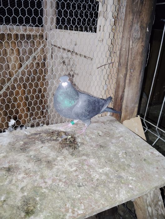 De vânzare porumbei voiajori