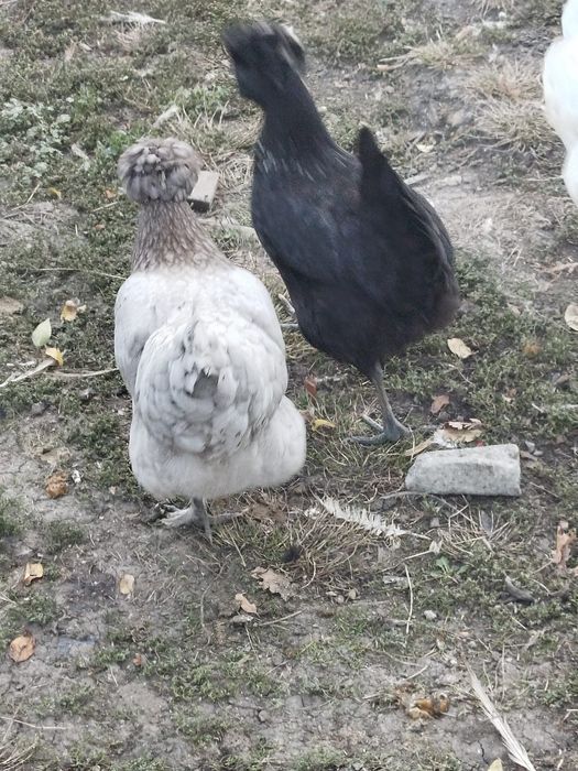 Găini și cocosi cu moț