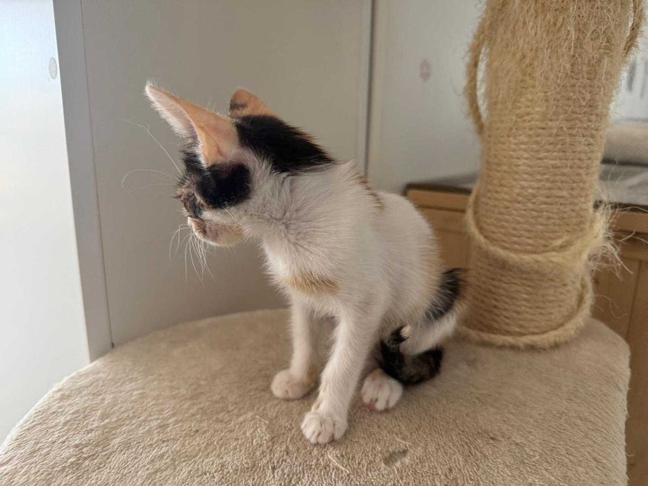 Adoptie pisicuta - ia ma acasa, te voi iubi neconditionat