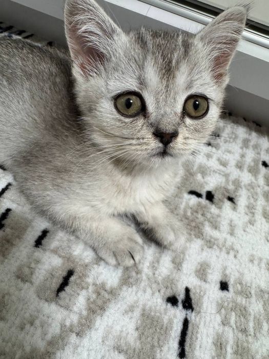 Shatlaniskiy shinshilla 6 oylik buldi