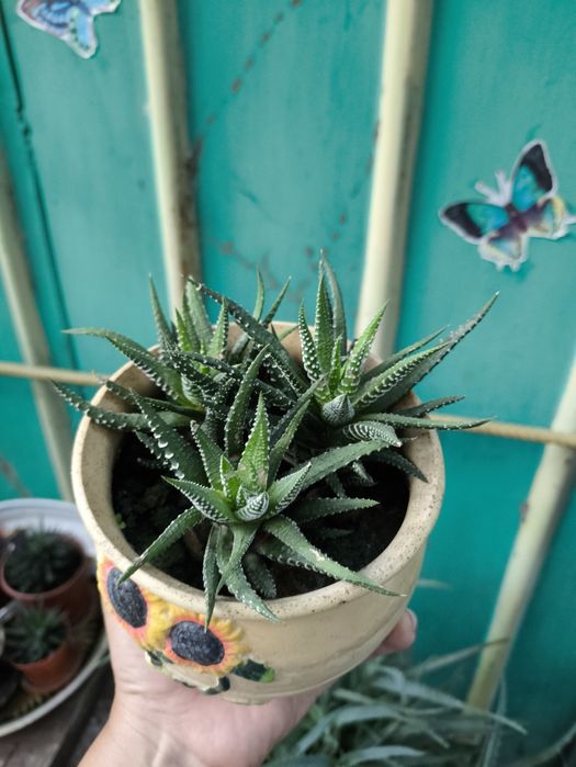 Комнатные цветы из дома