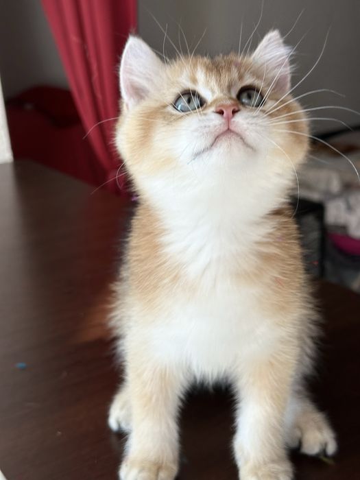 Baietel british shorthair golden superb ! Certificat pedigree !