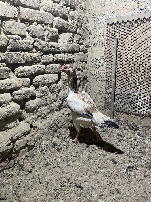 Dakan makiyon xoroz tovuqla