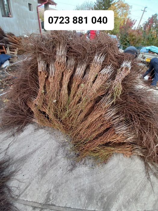 Butasi vita de vie anul 2 și anul 3