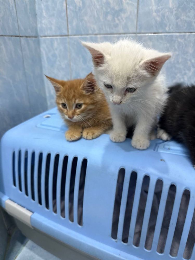 Рыжие котята 2 мес