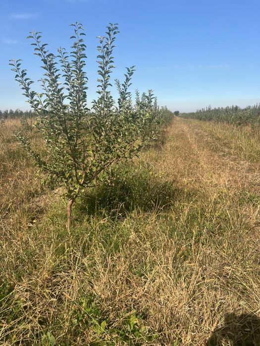 Продам сад с. Турген