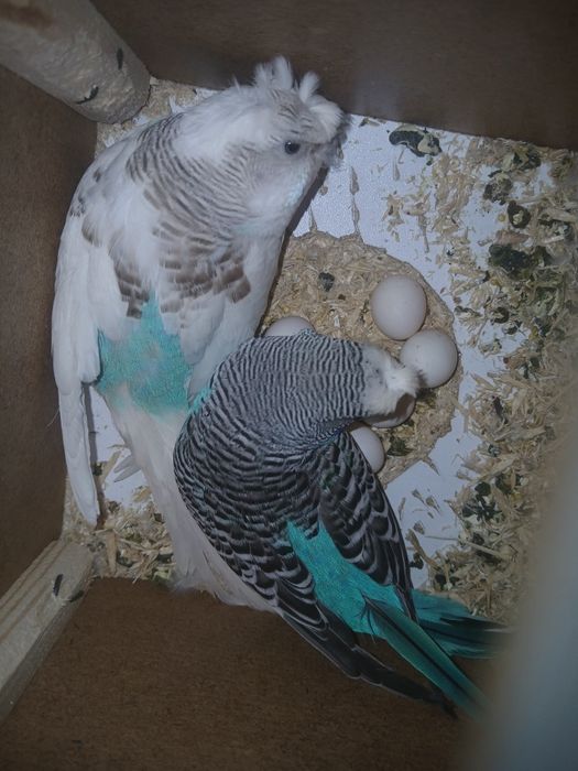 2 juft popugay sotiladi tuxumda parasi 300 ming