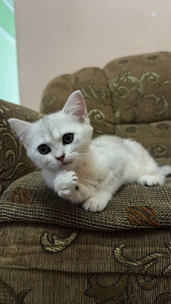 Mushuk shinshilla