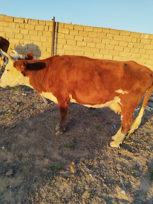 Сиыр сатылады сүтті