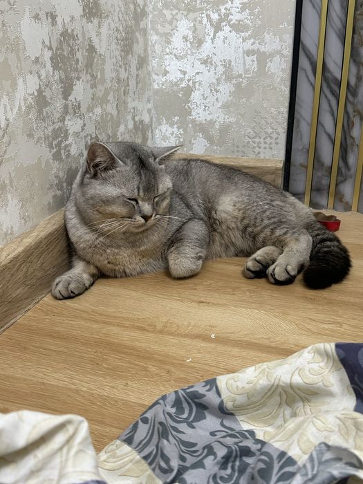 Домашние котик (British Shorthair)