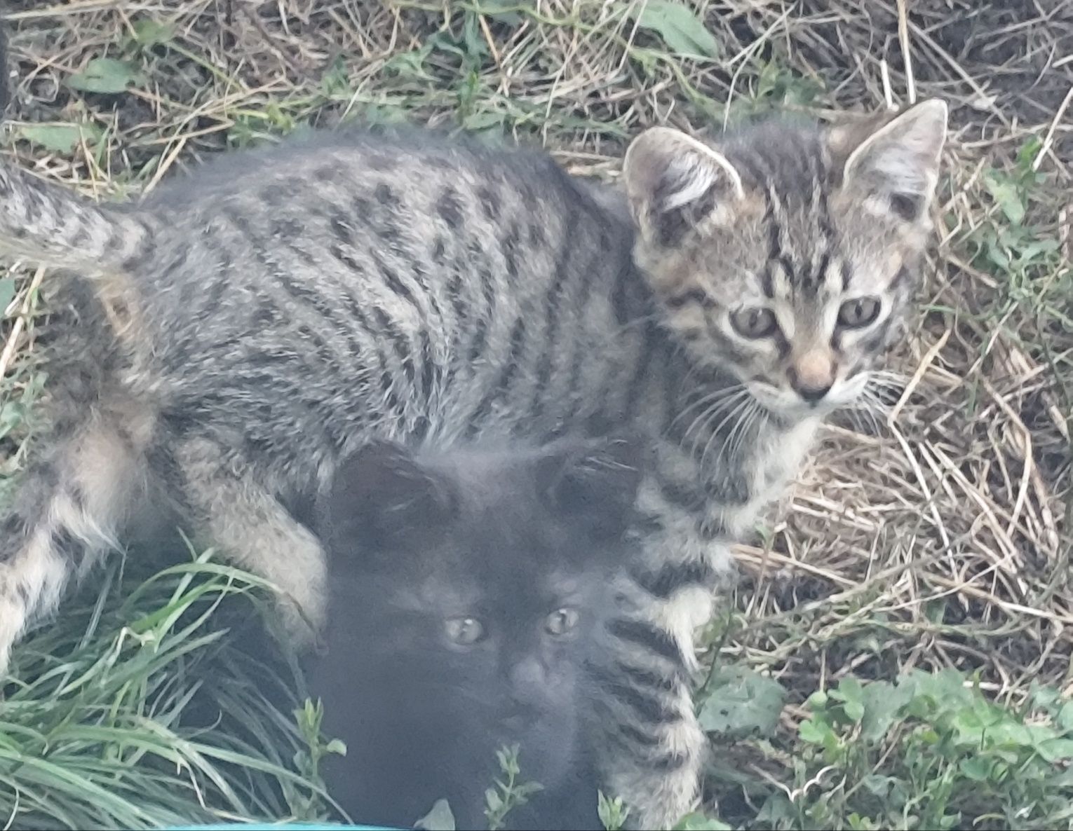 Подарявам котенца