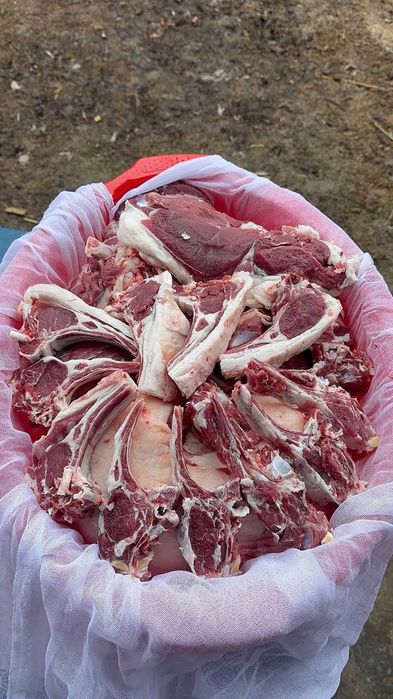 Кочкор кой Qochqor qoy