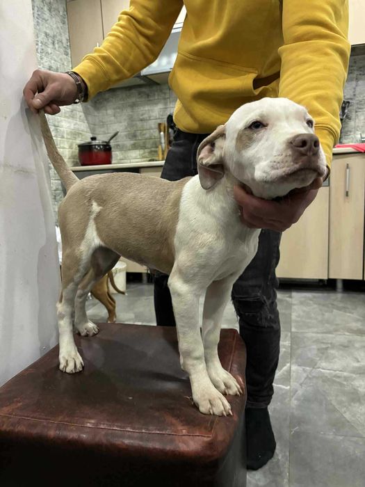 American Staffordshire Terrier