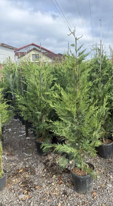 Transformă-ți grădina cu Leylandii – eleganță instant