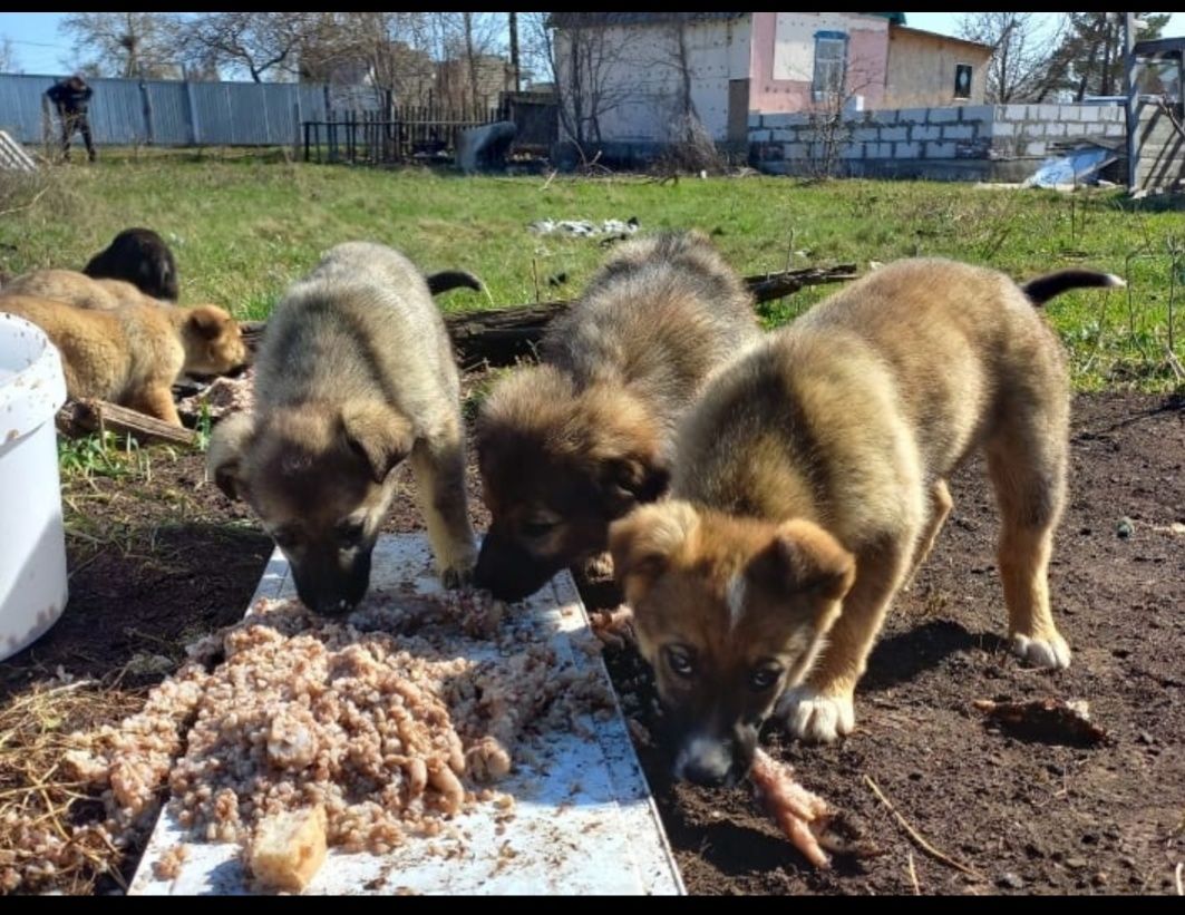 Отдам в добрые руки собак, щенков