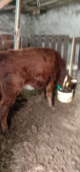 Продам скот срочно