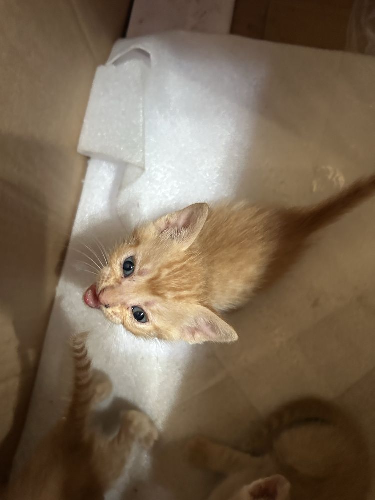 4 pisicuțe de o lună își caută familii iubitoare