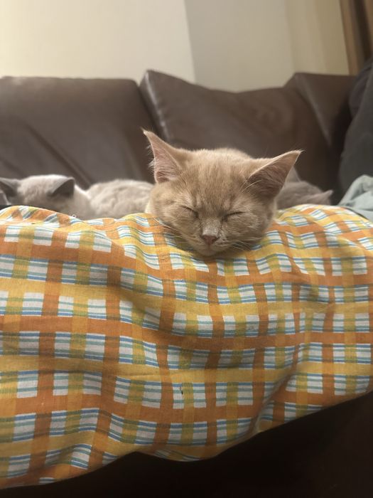 British Blue Point Британски