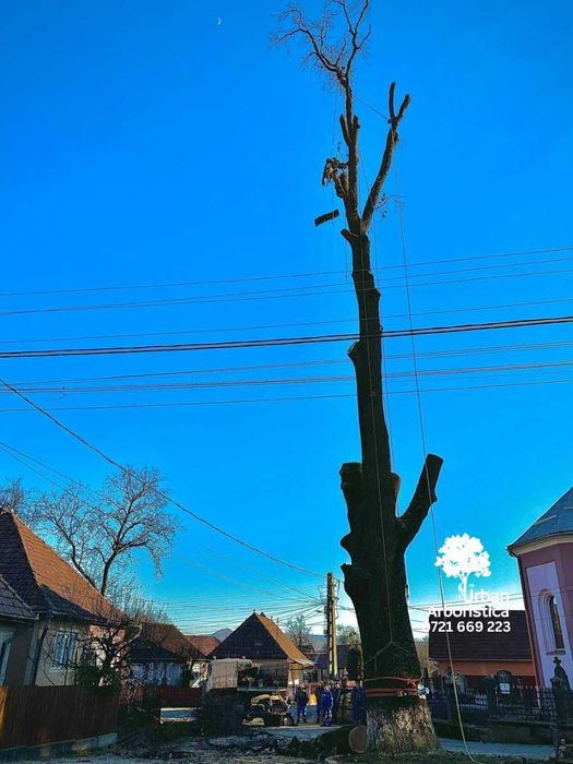 Taiere Copaci Periculoși Pomi Fructiferi Uscați - Arborist Cluj-Napoca