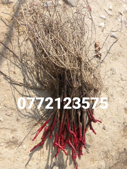 Butasi vita de vie direct de la producator