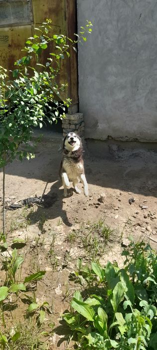 Продаётся пародистая собака