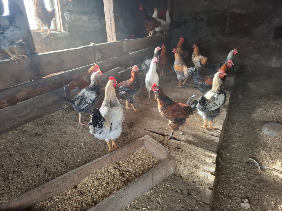Продам молодых петушков
