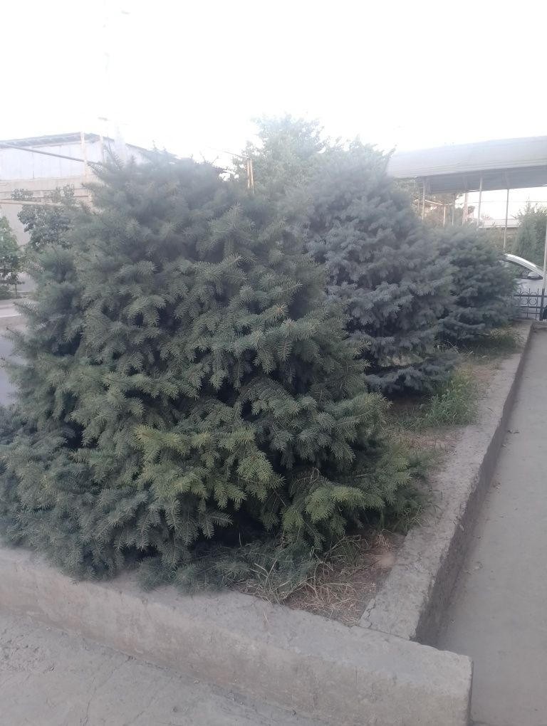 Продается голубые Ель (голубого цвета)  Ель в отличном состоянии, пуши