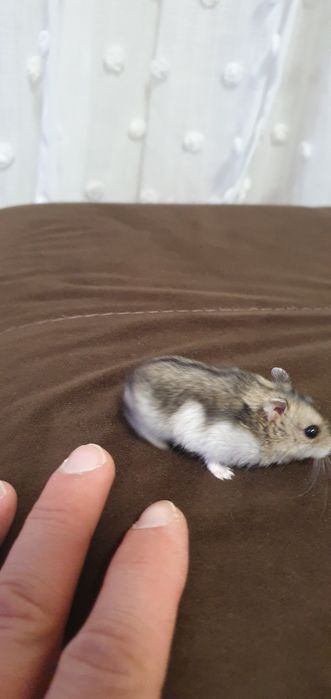Hamsteri siberieni 20 lei