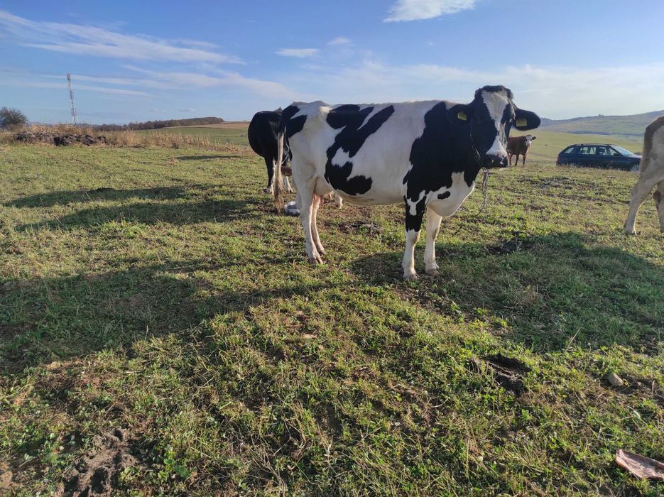 Vând 2 vaci cu lapte și 2 juninci gestante, înscrise în COP