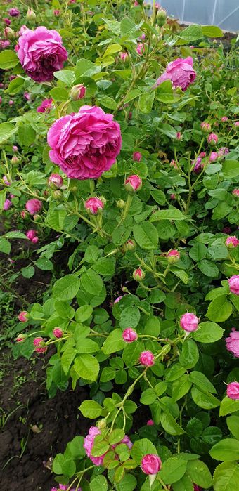 Butasi de trandafiri Rosa Damascena