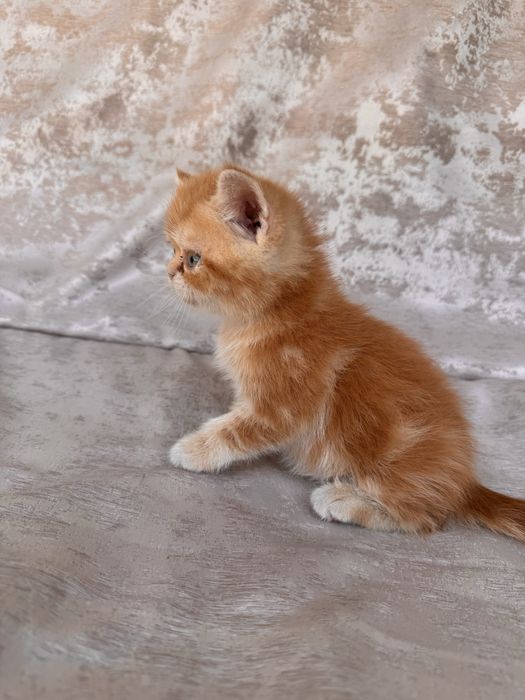 экзот короткошерстный котята