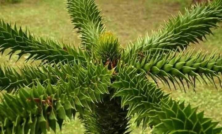 Араукария, Чилийски бор -Araucaria araucana