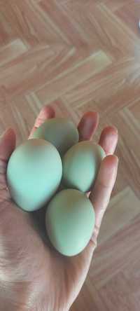 Яйца за люпене, зелени