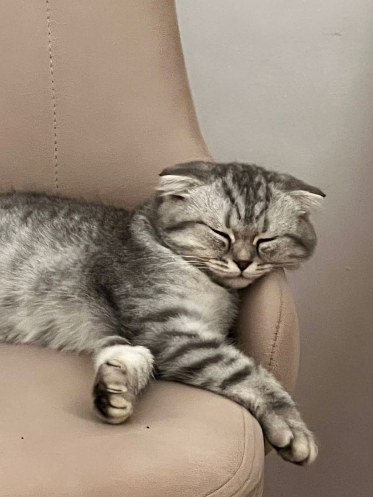 Продается кошка породы СКОТТИШ ФОЛД