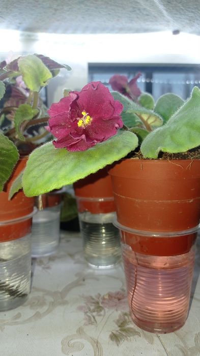 Fiyalka gullari sotuvda bor