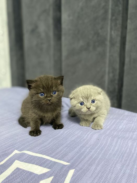 Продаются котята скотиш фолд и страйт город Наваи