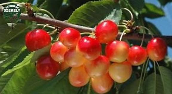 Pomi Fructiferi Străvechi Glia Strămoșească (Soiuri De Cires )