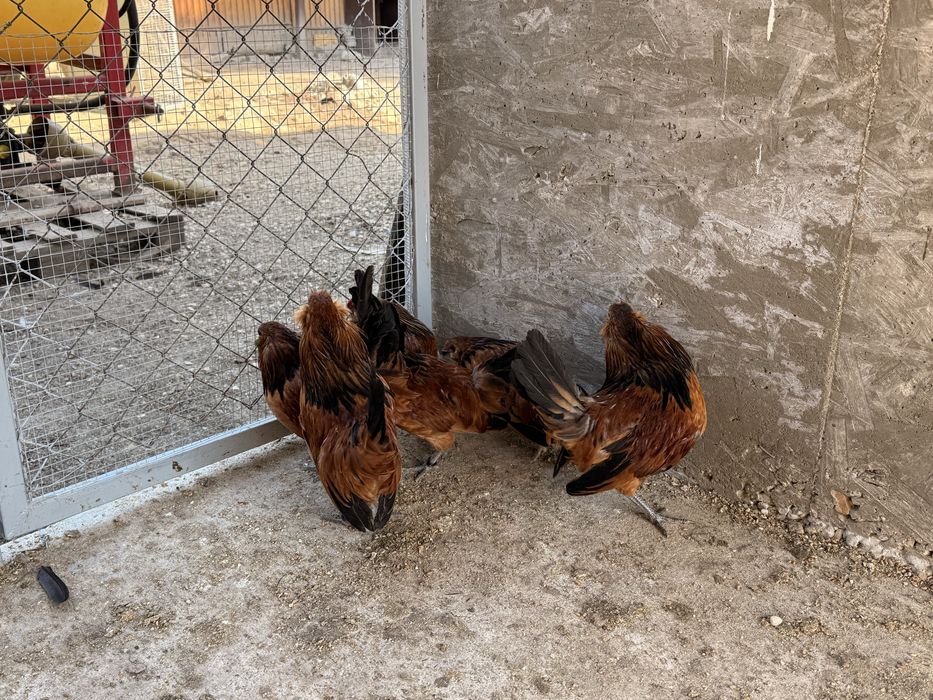 Cocoși Bărboasă de Anvers