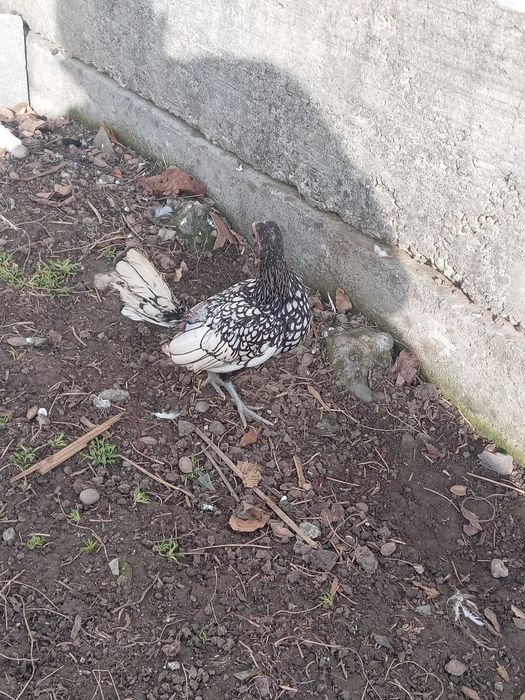 Vând 6 puicuțe rasa Sebright și 3 Cocoși  de anu asta !!!