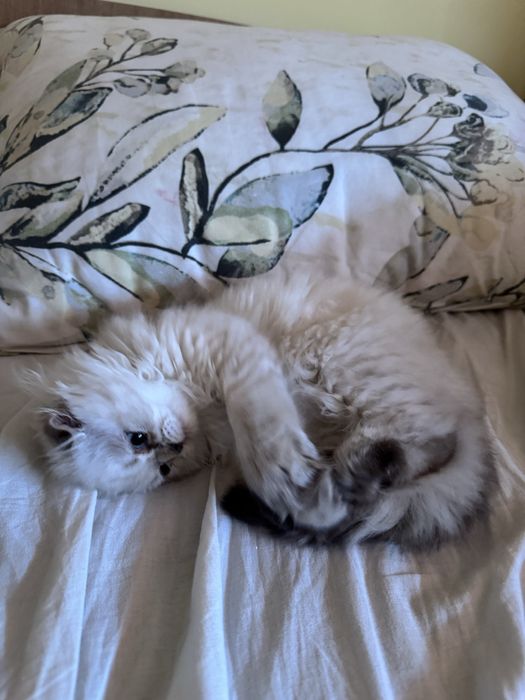 Шотландско малко коте